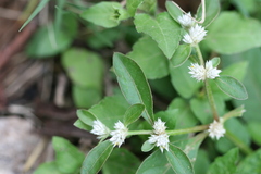 Alternanthera tenella